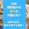 【画像】関田誠大の 愛犬の犬種は何？名前や性別、散歩の様子も調査！