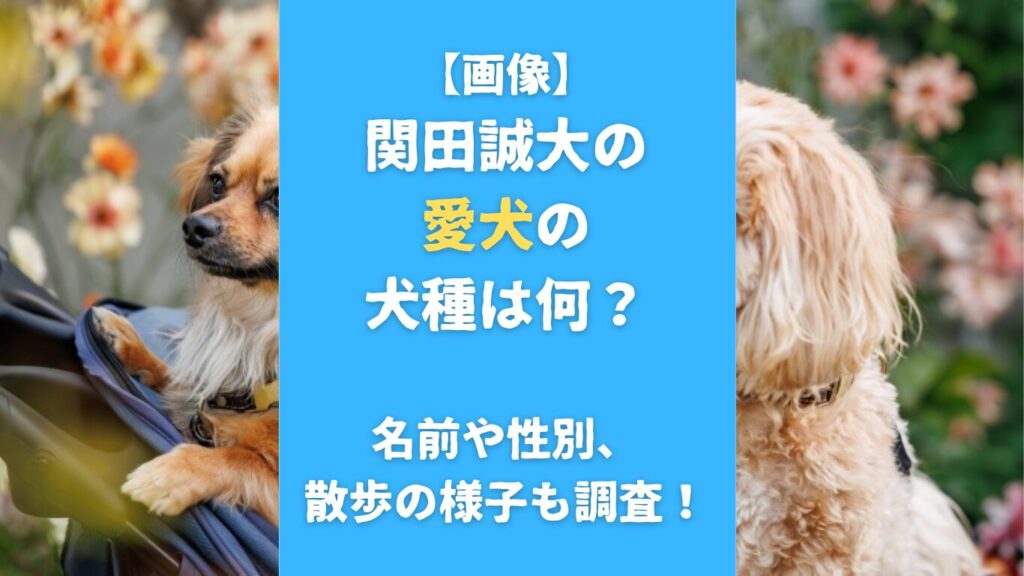【画像】関田誠大の 愛犬の犬種は何？名前や性別、散歩の様子も調査！