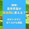 【画像】高市早苗が爬虫類に見える？蛇やトカゲに似てるかも調査