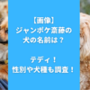 【画像】ジャンポケ斎藤の犬の名前は？テディ！性別や犬種も調査！