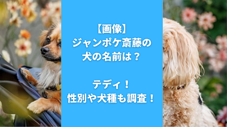 【画像】ジャンポケ斎藤の犬の名前は？テディ！性別や犬種も調査！